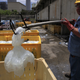 A worker from the Israel Electric Corp. drops a jellyfish into a container at Orot Rabin coal-fired power station on the Mediterranean coast near the central town of Hadera July 5, 2011. The power station uses seawater for cooling off purposes and has to filter out and dispose of tonnes of jellyfish that are sucked into its system daily. REUTERS/Ronen Zvulun